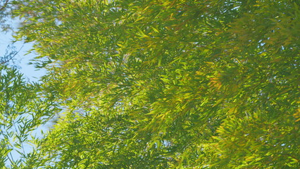 Beautiful Green Leaves Bamboo With Blue Sky. Bamboo Trees At Tropical Forest. Still.