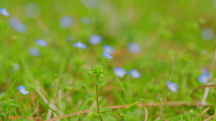 Forget-Me-Not Flowers With Bright Green Leaves. Little Blue Forget-Me-Not Flowers On Spring Meadow.