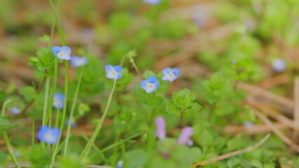 Little Blue Forget-Me-Not Flowers. Spring Blossom Background. Little Blue Jack Frost Flowers.