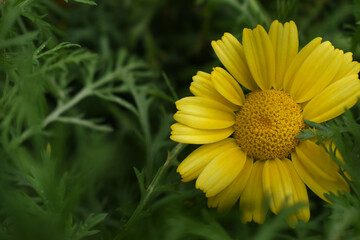 Closeup of beautiful yellow crown daisy flower closeup, Crown daisy (Glebionis coronaria) in the field close up, yellow flower