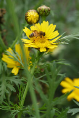 Closeup of beautiful yellow crown daisy flower closeup, Crown daisy (Glebionis coronaria) in the field close up, yellow flower