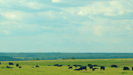 Black Angus Cattle Cows Grazing On Farmland. Cows Grazing On A Green Summer Meadow.