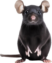 black rat isolated on white or transparent background,transparency 