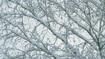 Obraz premium Beautiful Details On A Cold Winter Day. Winter Background Of Deciduous Forest.