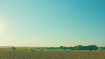 Black Angus In Summer Green Grassy Meadow. Skyline With Fluffy White Clouds In A Blue Sky.