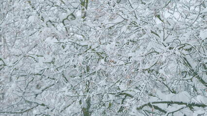 Tree Branches In Snow After A Snowfall. Leaves Snowy Covering Lie In Cold Forest.