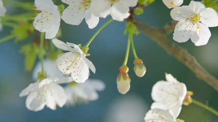 Cherry Tree White Flowers In Bloom. Fresh Flowers Of Sweet Cherry. Prunus Avium. Close up.