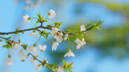 Wild Cherry. Beautiful Pink Prunus Avium Flowers Known As Wild Sweet Cherries Bloom. Close up.