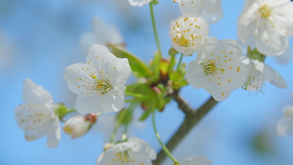 White Cherry Tree Blossom Flowers. Subgenus Cerasus Or Prunus Avium. Commonly Called Wild Cherry Or...
