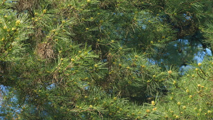The Female Flowers Are Located At The End Of The Young Twigs. Pine Tree Flower In The Spring. Pan.