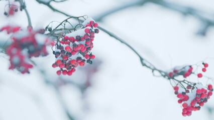 New Year And Christmas Holiday. Background With A Mountain Ash Cluster In Snow.