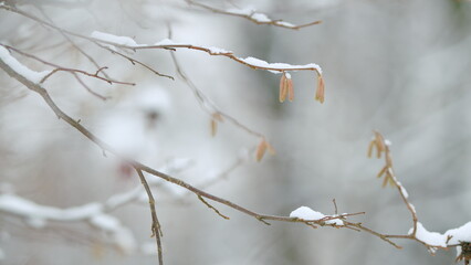 Large Hazel Catkins On A Snow-Covered Branch. Corylus Avellana. Highly Allergenic Pollen.