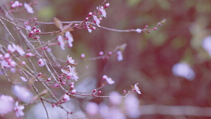 Beautiful Nature Scene. Tender Sakura Blossom. Beautiful View Of White Cherry Blossoms Bloom On...