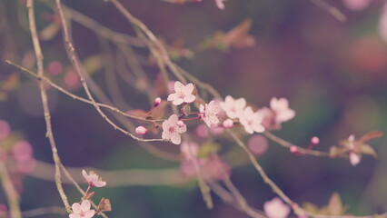 Atmospheric Natural Background. Cherry Blossom In Spring Garden Background. Spring Time Concept.