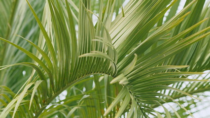 Palm Leaves Background. Palm Frond In Sunlight. Tropical Vegetation Background. Close up.
