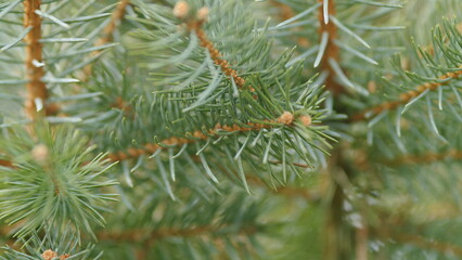 Coniferous Forest. Blue Grey Fluffy Christmas Tree Background. Branches Of Picea Pungens. Rack focus.