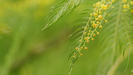 Acacia Dealbata Or Mimosa Tree With Bright Yellow Flowers. Yellow Flowers On Branches Of Silver...