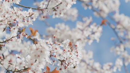 Fresh Flowers Of Prunus Cerasifera Or Cherry Plum With Red Leaves Lit By Sunlight.