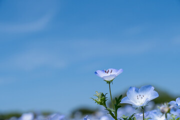 ネモフィラの青い魅力（海の中道海浜公園花の丘）