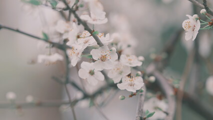 Romantic Background Of Spring. Outdoor Nature. Spring Garden. White Blossoms On Tree Branch With...