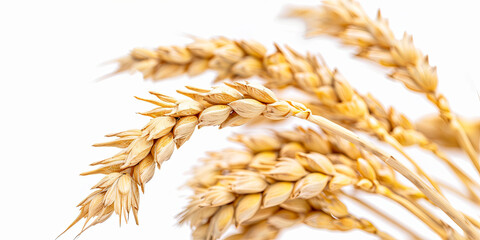 close up of wheat on a white background, generative AI - obrazy, fototapety, plakaty
