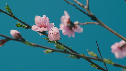 Beautiful Idyllic Garden. Blossoming Almond Branches. Sunny Spring Day. Spring Bloom In Garden.