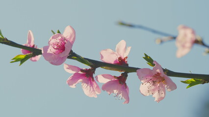 Flowers Detail From A Tree In A Public Almond Orchard. Spring Blossom Background. Sunny Day.