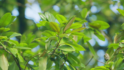 Green Magnolia Seed Pod Or Cone With Big Bright Leaves. Tree Of Family Magnoliaceae. Selective...
