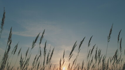 Trendy Pampas Grass Outdoor Moving In Wind. Beautiful Pattern With Neutral Colors. Pampas Grass On...