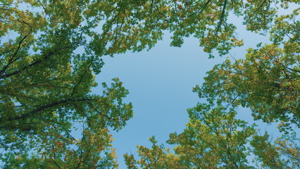 Bright Yellow Oak Leaf On A Background Of An Oak Grove Of Blue Sky. Autumn Trees With Golden Yellow...