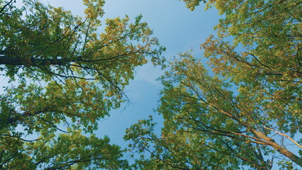 Season Of Beautiful Autumn Leaves. Bright Colorful Autumn Leaves In Sunlight And Blue Sky. Autumn...