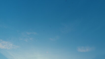 Migratory Birds To North Fly High In Blue Sky. Flying Flock In Autumn At Soft Blue Sky.