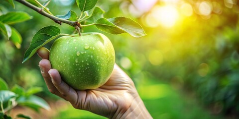Close up of a farmer hand holding a fresh ripe green apple on a branch in his hand.