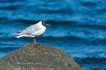 Gaviota Cahuil (Chroicocephalus maculipennis)