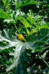 Zucchini (from Italian, zucchini (plural) or zucchino (singular)) is a type of small pumpkin whose fruit is harvested before it is ripe to be used as a vegetable. Cultivated form of Cucurbita pepo