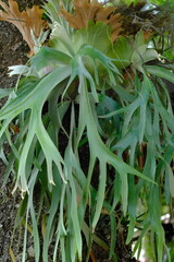 platycerium bifurcatum, the elkhorn fern or common staghorn fern, is a species of fern. tanduk rusa. simbar menjangan. 