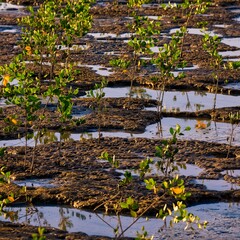 mangrove