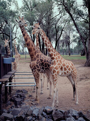 Giraffes in the zoo. Medium format film (Kodak Ektar 100) shot scan (6x4.5 cm).