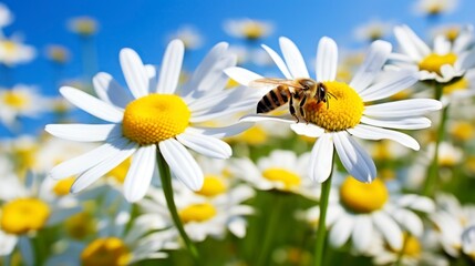 Obraz premium Natural background depicting daisy flower and bees on a sunny day