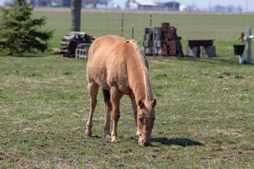 A beautiful golden brown horse eating grass grass inside a fenced area.