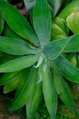 Obraz premium Agave attenuata is a species of flowering plant in the family Asparagaceae, commonly known as cyclone or lion's tail.