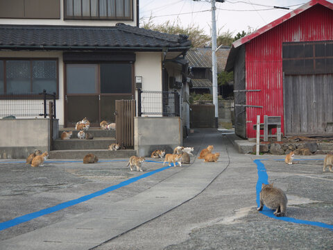 Aoshima japanese cat island village street with many cats, Japan