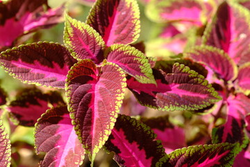 Coleus scutellarioides, commonly known as coleus, is a species of flowering plant in the family Lamiaceae, native to southeast Asia through to Australia. miana