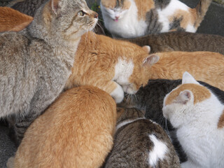 Hungary Cats eating on famous Aoshima nekojima Japanese cat island
