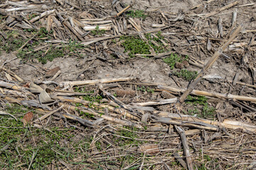 Corn stovers which consists of the leaves, stalks, and cobs of maize left in a field after harvest.