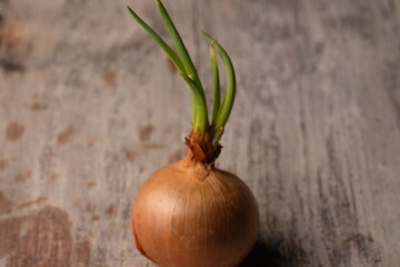 Onions (Allium Cepa Linnaeus) are the most widely and widely cultivated type of onion, used as a spice and cooking ingredient, with a large round shape and thick flesh.
