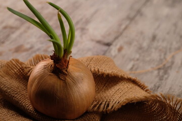 Onions (Allium Cepa Linnaeus) are the most widely and widely cultivated type of onion, used as a...