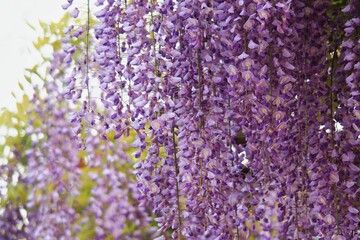 紫に咲く満開の藤の花