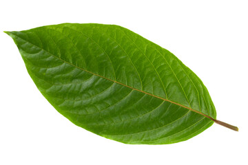 Fototapeta premium fresh green leaves isolated on a white background