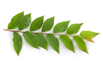 fresh green leaves isolated on a white background